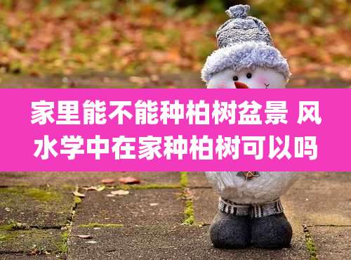 家里能不能种柏树盆景 风水学中在家种柏树可以吗