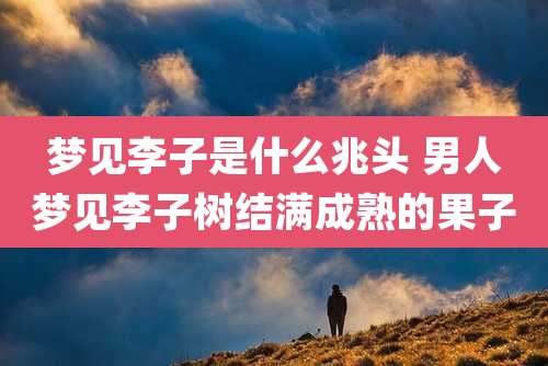 梦见李子是什么兆头 男人梦见李子树结满成熟的果子