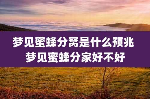 梦见蜜蜂分窝是什么预兆 梦见蜜蜂分家好不好
