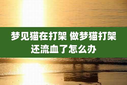 梦见猫在打架 做梦猫打架还流血了怎么办