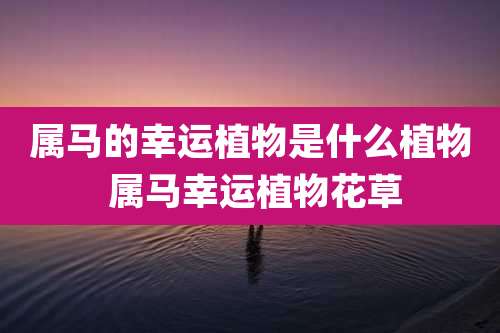 属马的幸运植物是什么植物 属马幸运植物花草