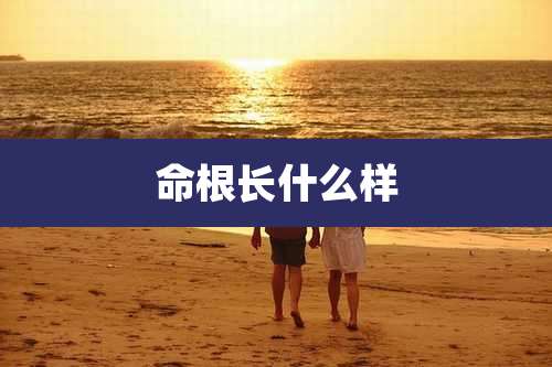 命根长什么样