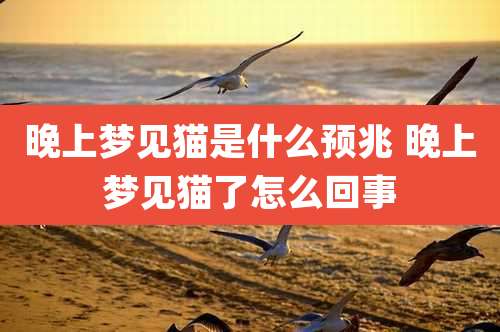 晚上梦见猫是什么预兆 晚上梦见猫了怎么回事