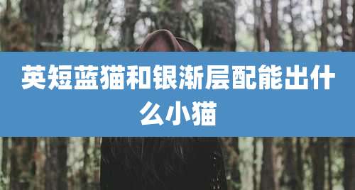 英短蓝猫和银渐层配能出什么小猫