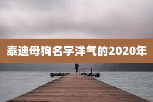 泰迪母狗名字洋气的2020年