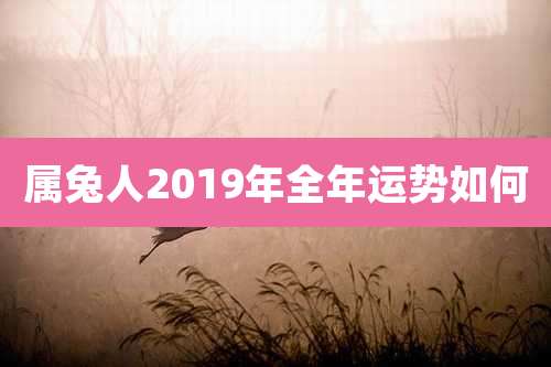 属兔人2019年全年运势如何