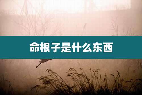 命根子是什么东西