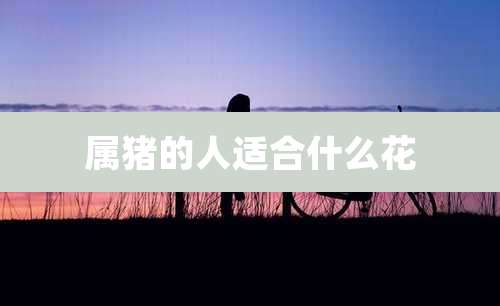 属猪的人适合什么花