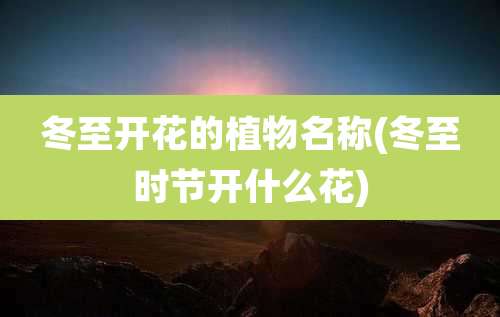 冬至开花的植物名称(冬至时节开什么花)