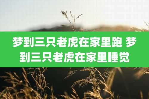 梦到三只老虎在家里跑 梦到三只老虎在家里睡觉