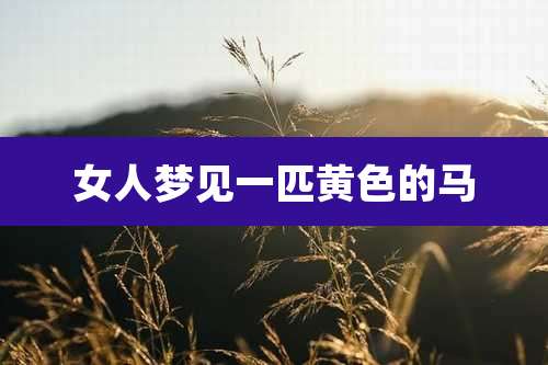 女人梦见一匹黄色的马