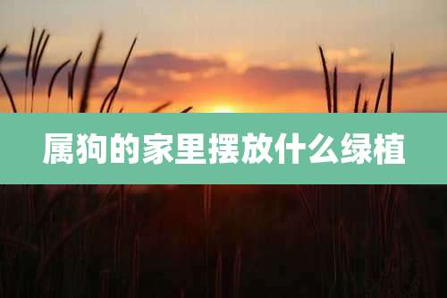 属狗的家里摆放什么绿植