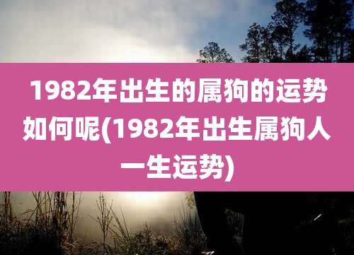 1982年出生的属狗的运势如何呢(1982年出生属狗人一生运势)