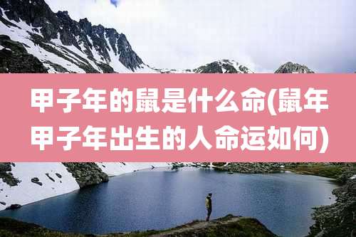 甲子年的鼠是什么命(鼠年甲子年出生的人命运如何)