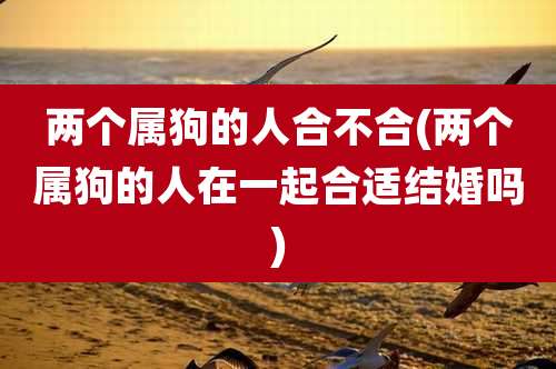 两个属狗的人合不合(两个属狗的人在一起合适结婚吗)