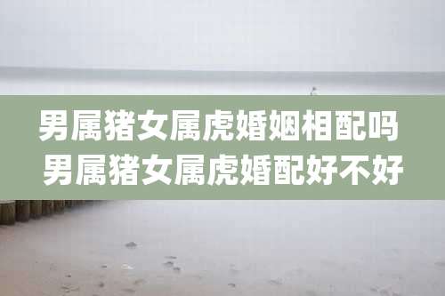 男属猪女属虎婚姻相配吗 男属猪女属虎婚配好不好