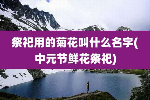 祭祀用的菊花叫什么名字(中元节鲜花祭祀)