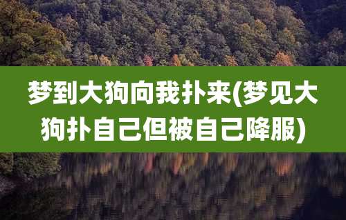 梦到大狗向我扑来(梦见大狗扑自己但被自己降服)