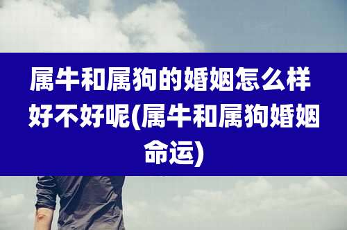 属牛和属狗的婚姻怎么样 好不好呢(属牛和属狗婚姻命运)