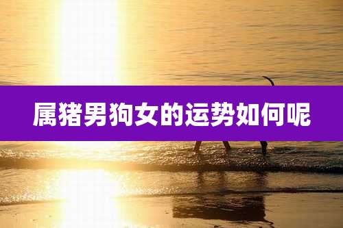 属猪男狗女的运势如何呢