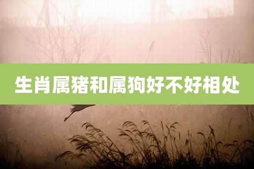 生肖属猪和属狗好不好相处