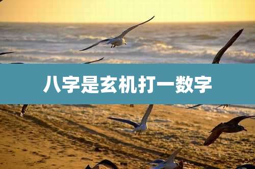 八字是玄机打一数字