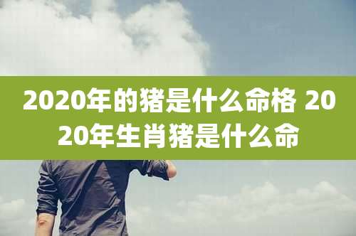 2020年的猪是什么命格 2020年生肖猪是什么命