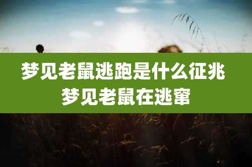 梦见老鼠逃跑是什么征兆 梦见老鼠在逃窜