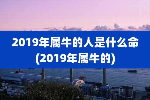 2019年属牛的人是什么命(2019年属牛的)