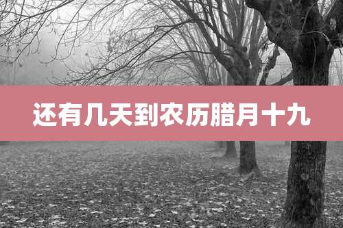 还有几天到农历腊月十九