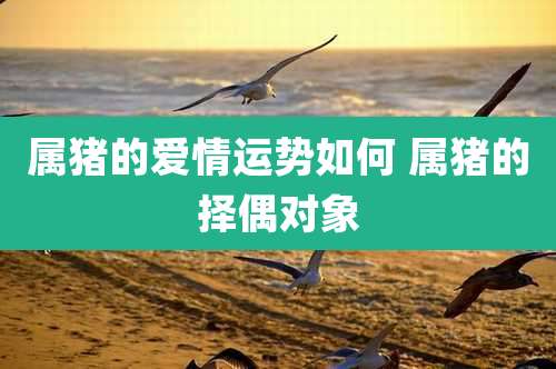 属猪的爱情运势如何 属猪的择偶对象