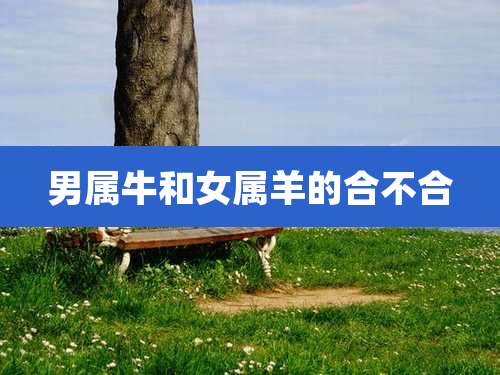 男属牛和女属羊的合不合