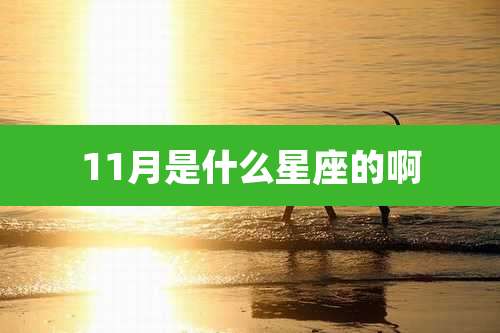 11月是什么星座的啊