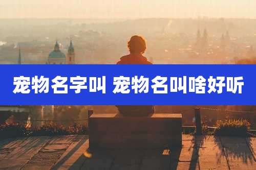 宠物名字叫 宠物名叫啥好听