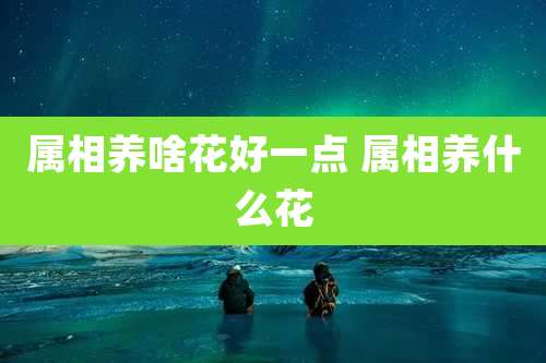 属相养啥花好一点 属相养什么花
