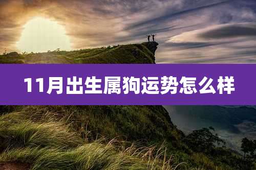 11月出生属狗运势怎么样