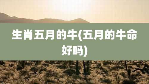 生肖五月的牛(五月的牛命好吗)