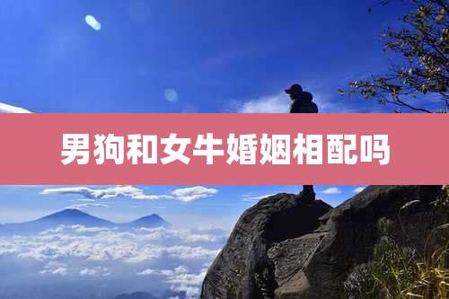 男狗和女牛婚姻相配吗