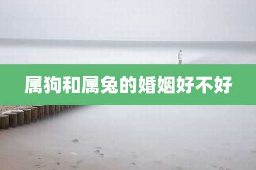 属狗和属兔的婚姻好不好