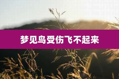 梦见鸟受伤飞不起来
