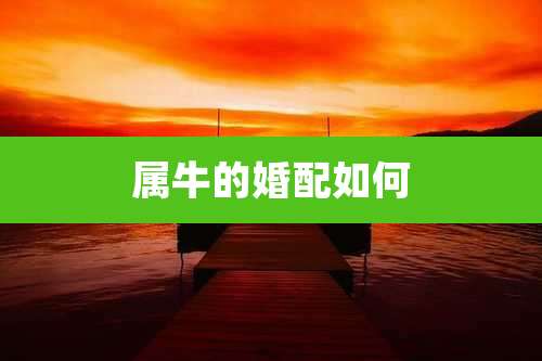 属牛的婚配如何