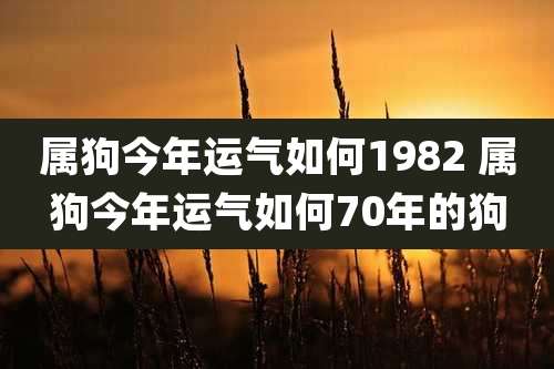 属狗今年运气如何1982 属狗今年运气如何70年的狗