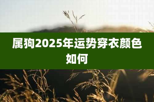属狗2025年运势穿衣颜色如何