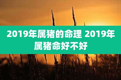 2019年属猪的命理 2019年属猪命好不好