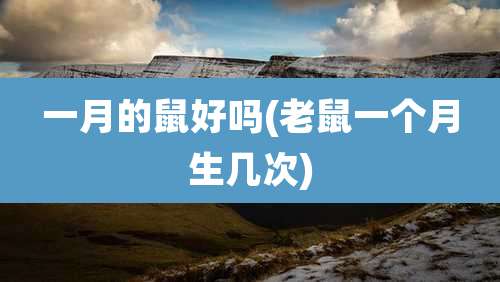一月的鼠好吗(老鼠一个月生几次)