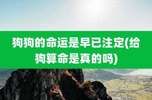 狗狗的命运是早已注定(给狗算命是真的吗)
