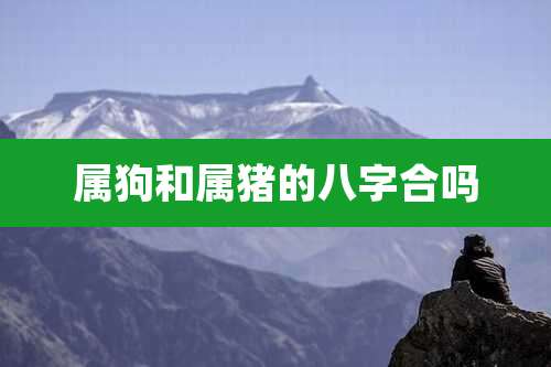 属狗和属猪的八字合吗