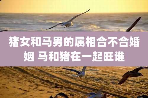猪女和马男的属相合不合婚姻 马和猪在一起旺谁