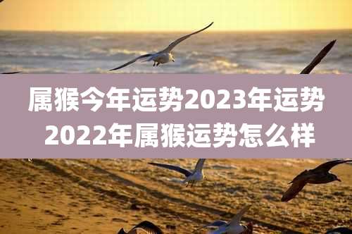 属猴今年运势2023年运势 2022年属猴运势怎么样