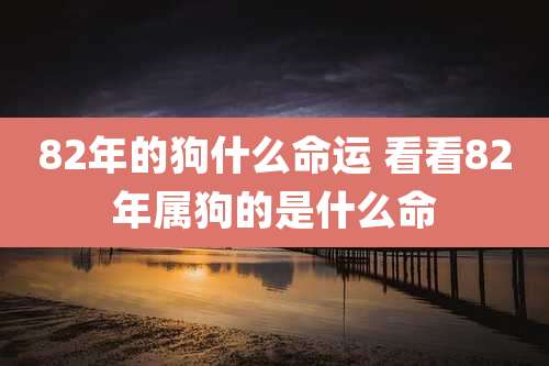 82年的狗什么命运 看看82年属狗的是什么命